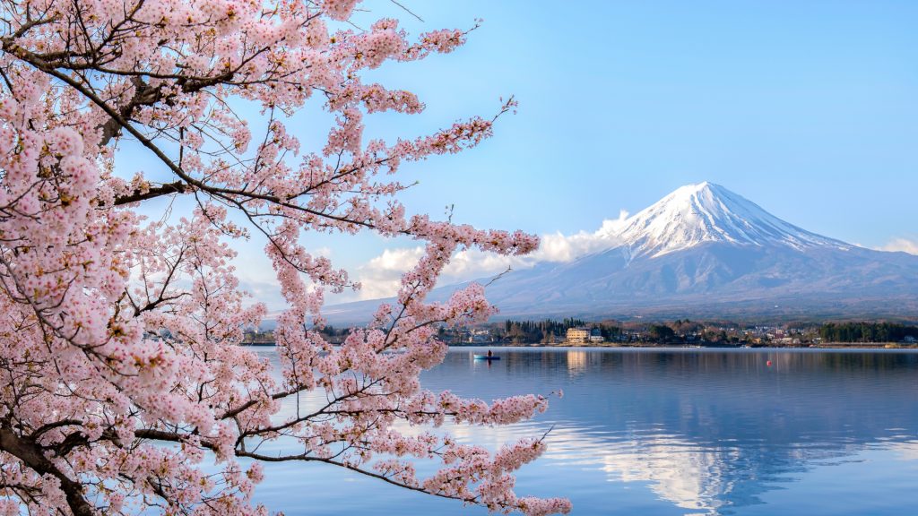 Vista del monte Fuji detrás de cerezos en flor.