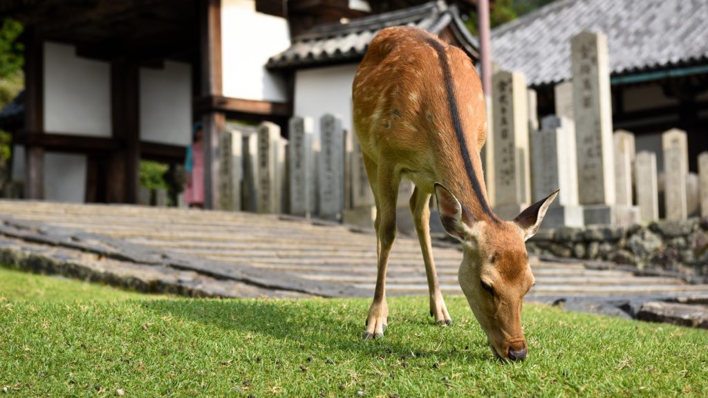 Ciervo pastando frente a un templo en Nara.