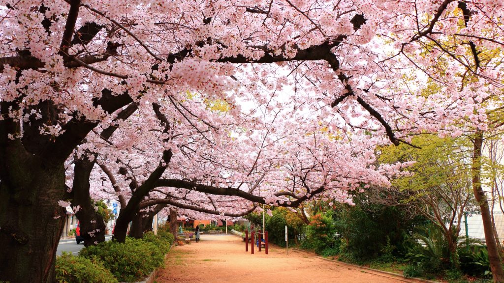 Calle bordeada de cerezos en flor en Japón.