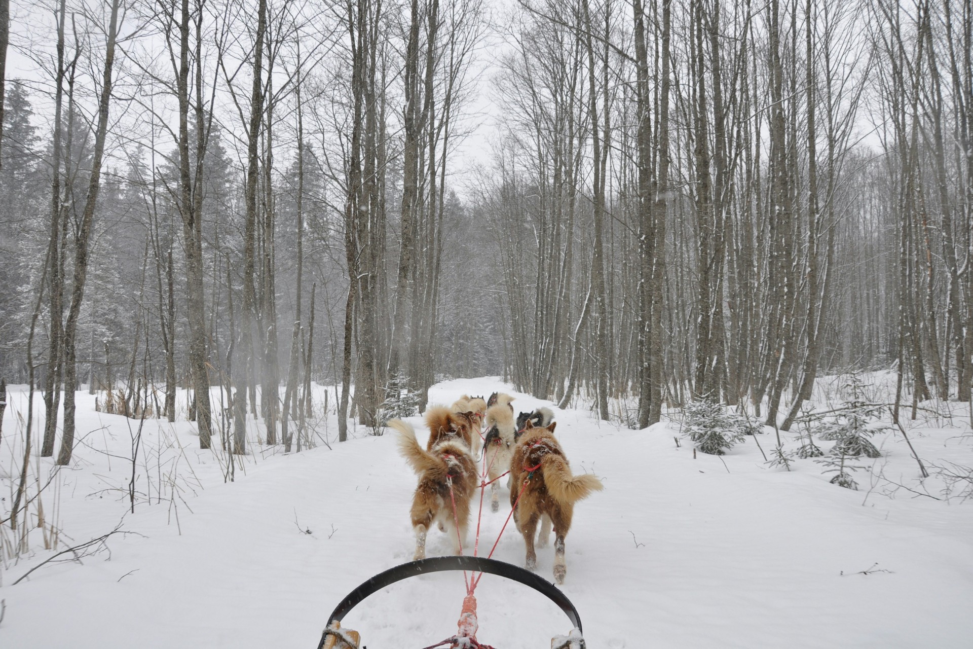 Trineo de perros en Laponia, Finlandia, durante el invierno.