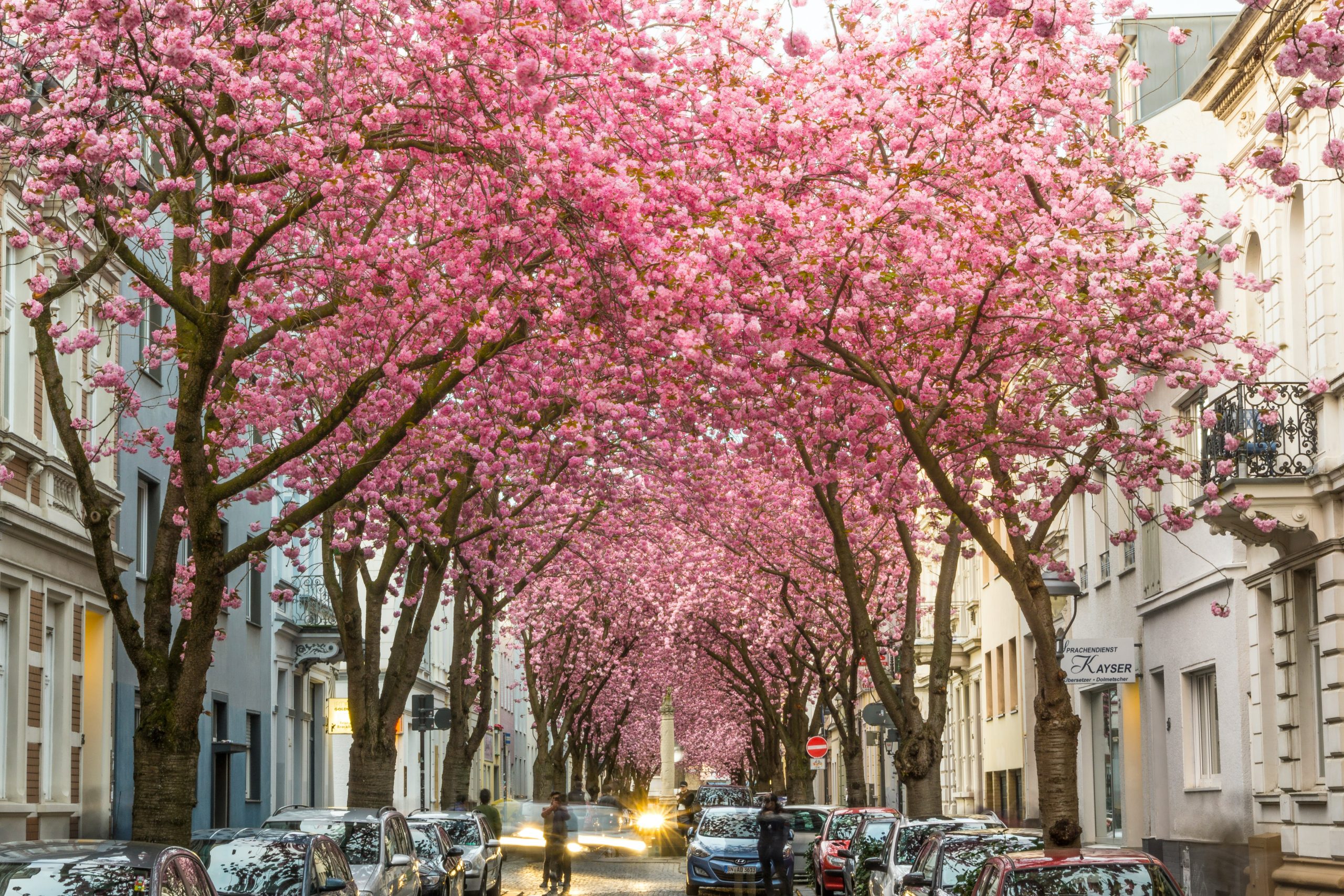 Cerezos en flor en Bonn, Alemania, creando un túnel rosado en primavera.