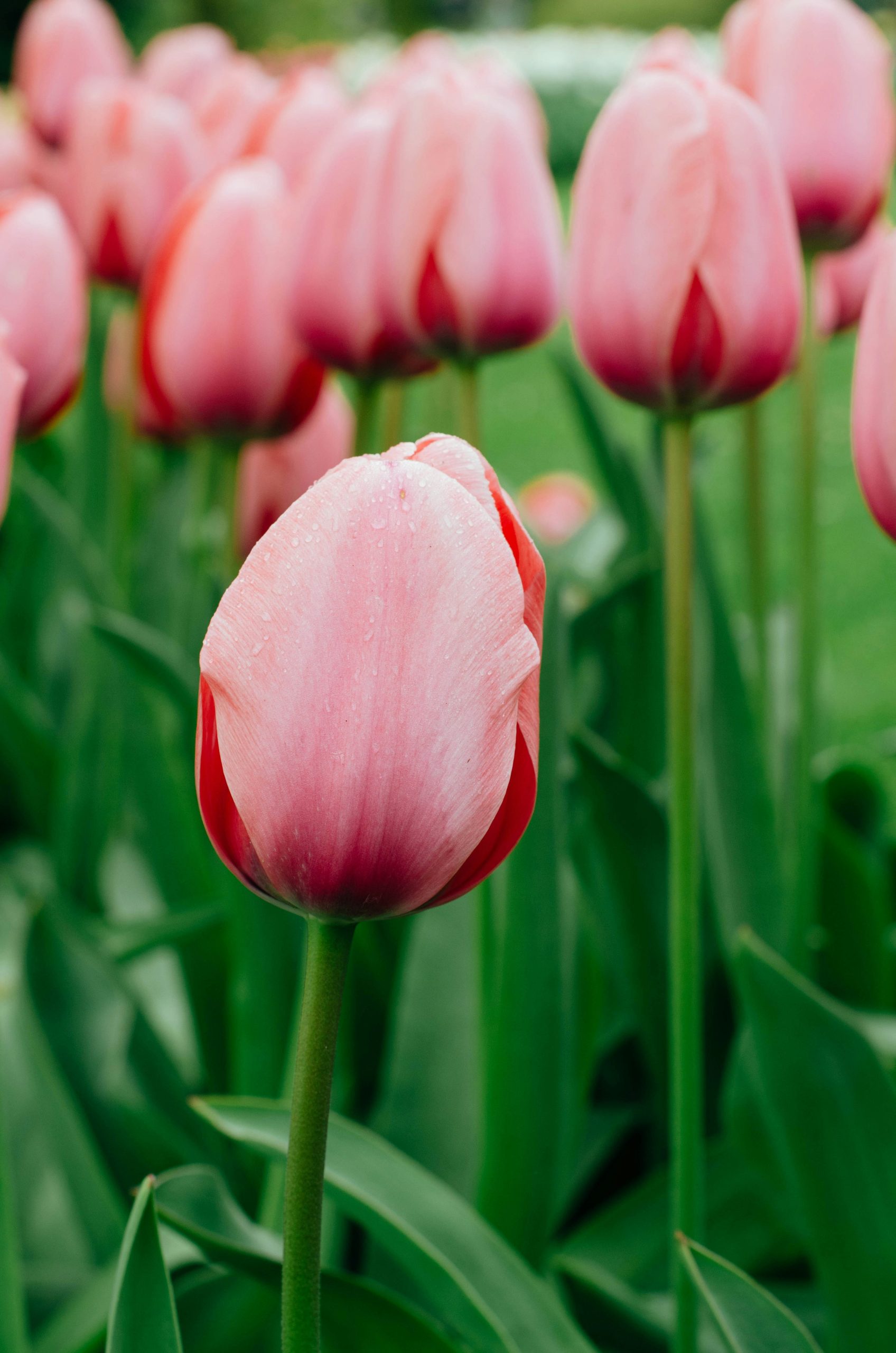 Campos de tulipanes en Holanda con colores vibrantes en primavera.
