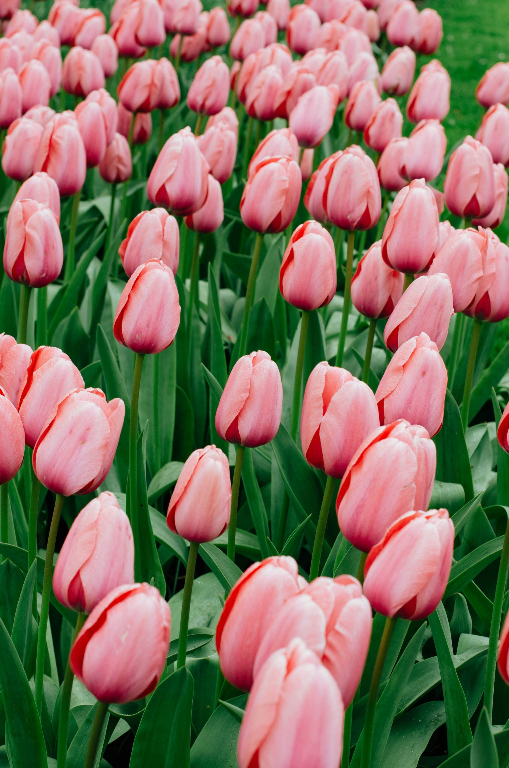 Campos de tulipanes en Holanda con colores vibrantes en primavera.