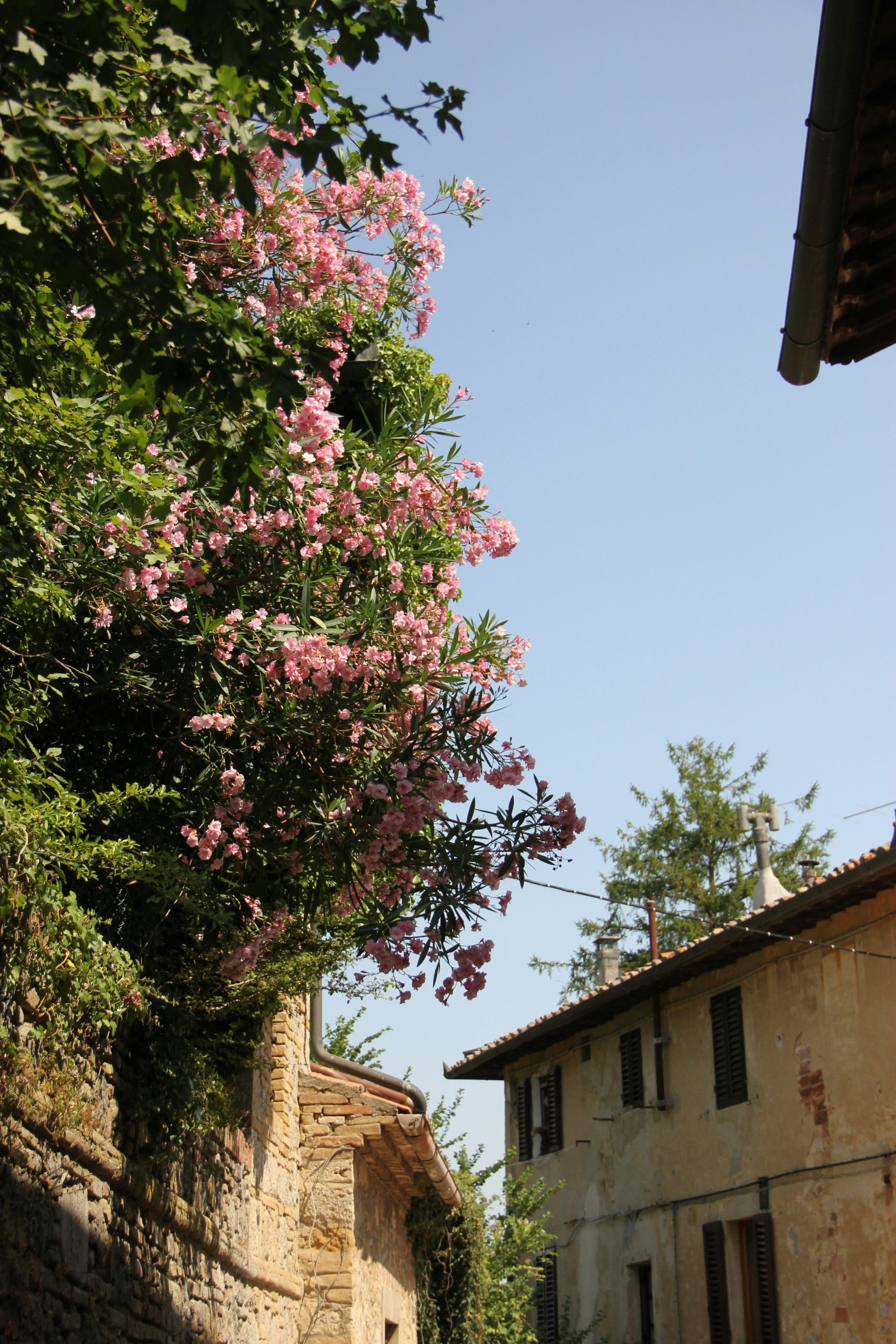 Paisajes primaverales en la Toscana con colinas verdes y flores silvestres.
