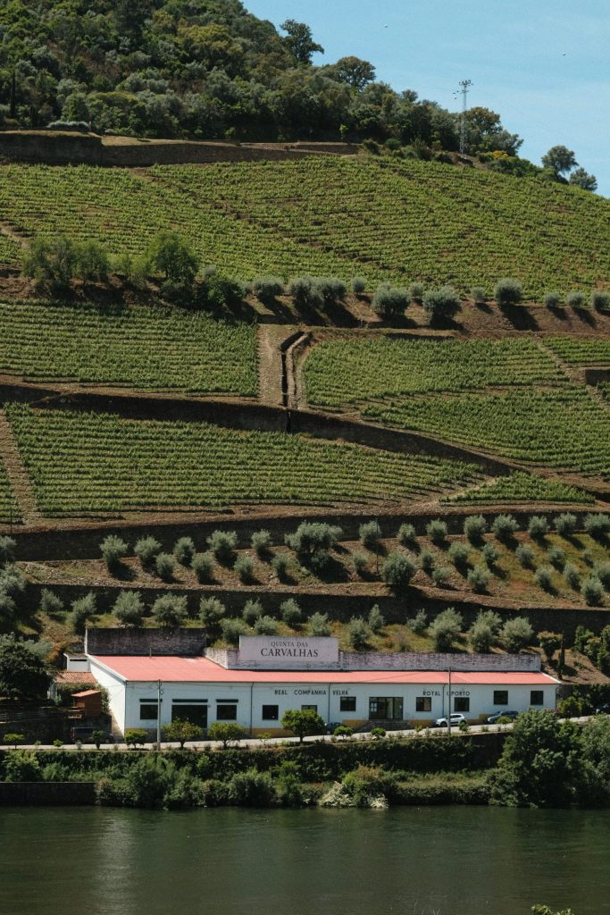 Viñedos del Valle del Duero en primavera con flores y paisajes verdes.