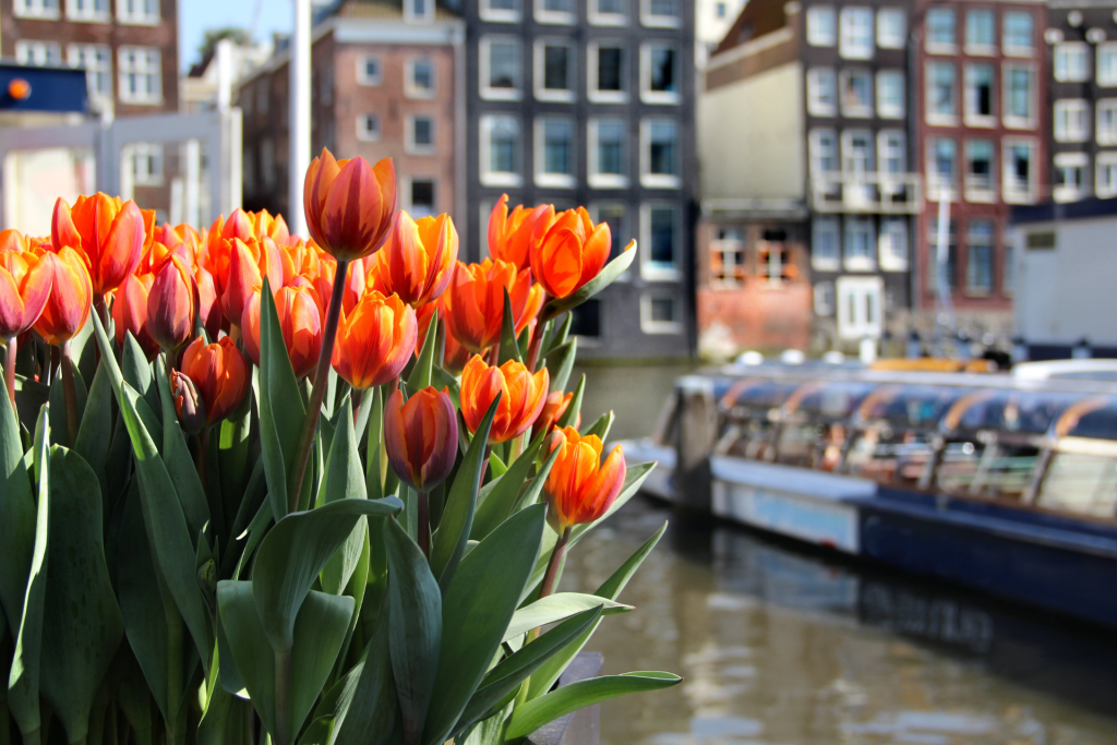 Tulipanes en flor junto a los canales de Ámsterdam en primavera.