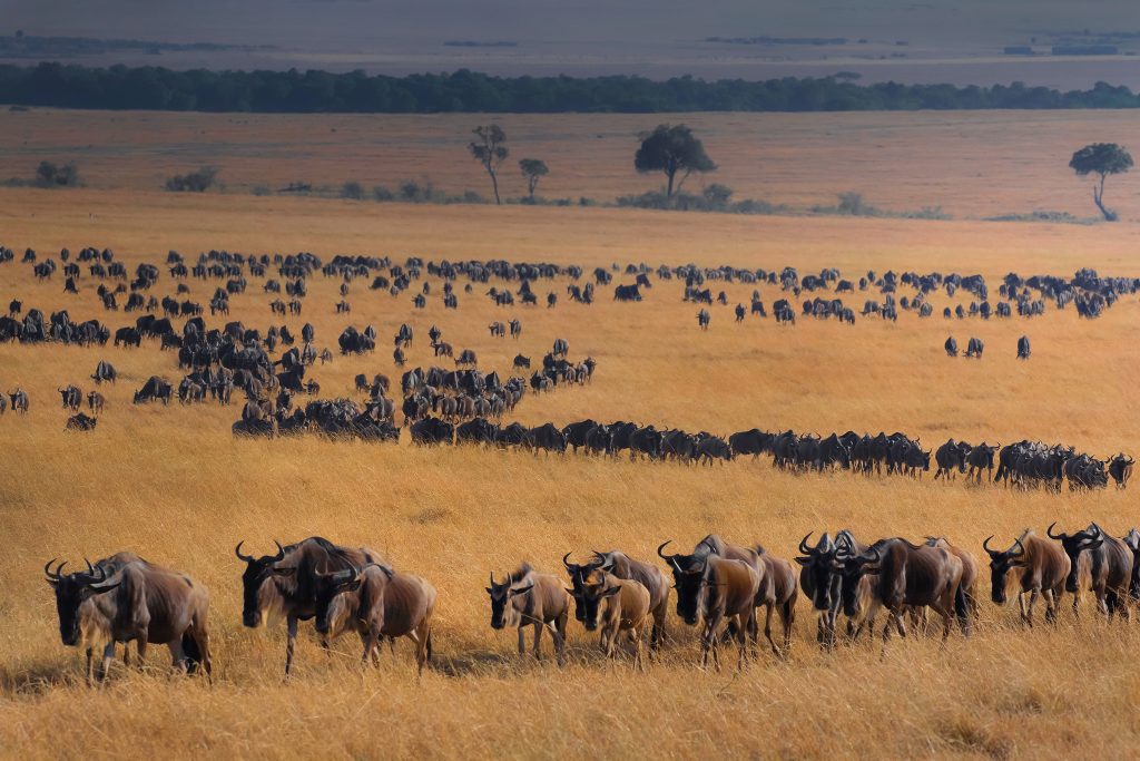 Ñus cruzando la sabana durante la Gran Migración en África.