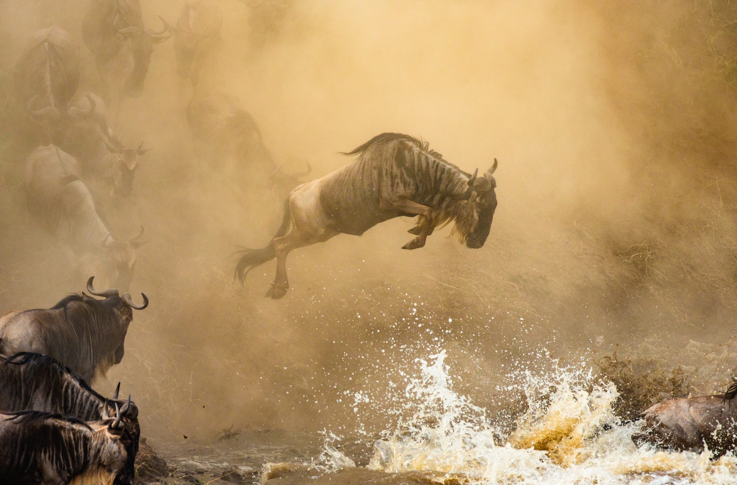 Cruce de río durante la Gran Migración en África.