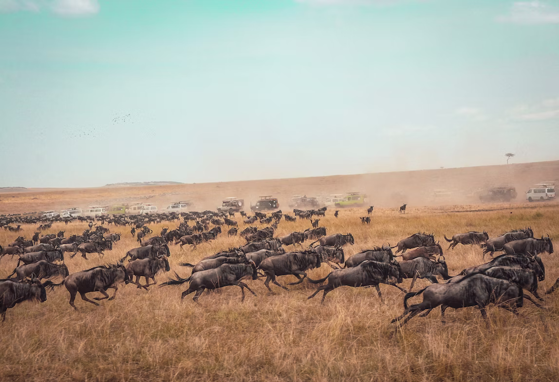 Paisaje del Serengeti durante la Gran Migración en Tanzania.