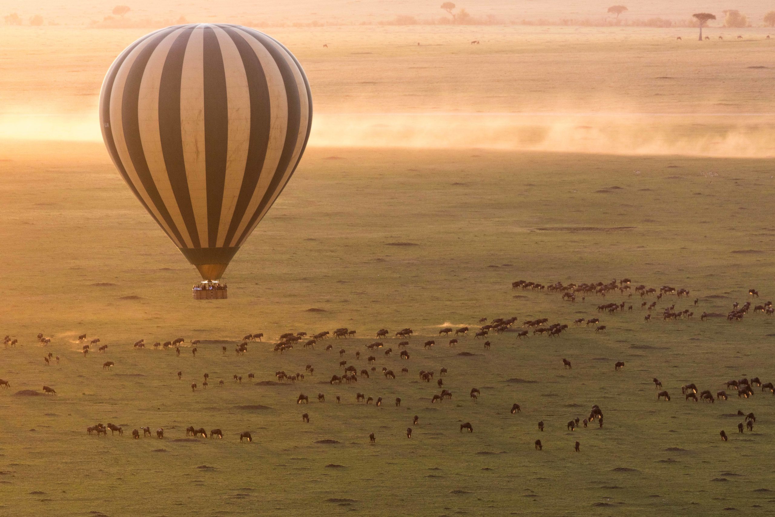 Gran Migración en la sabana africana.