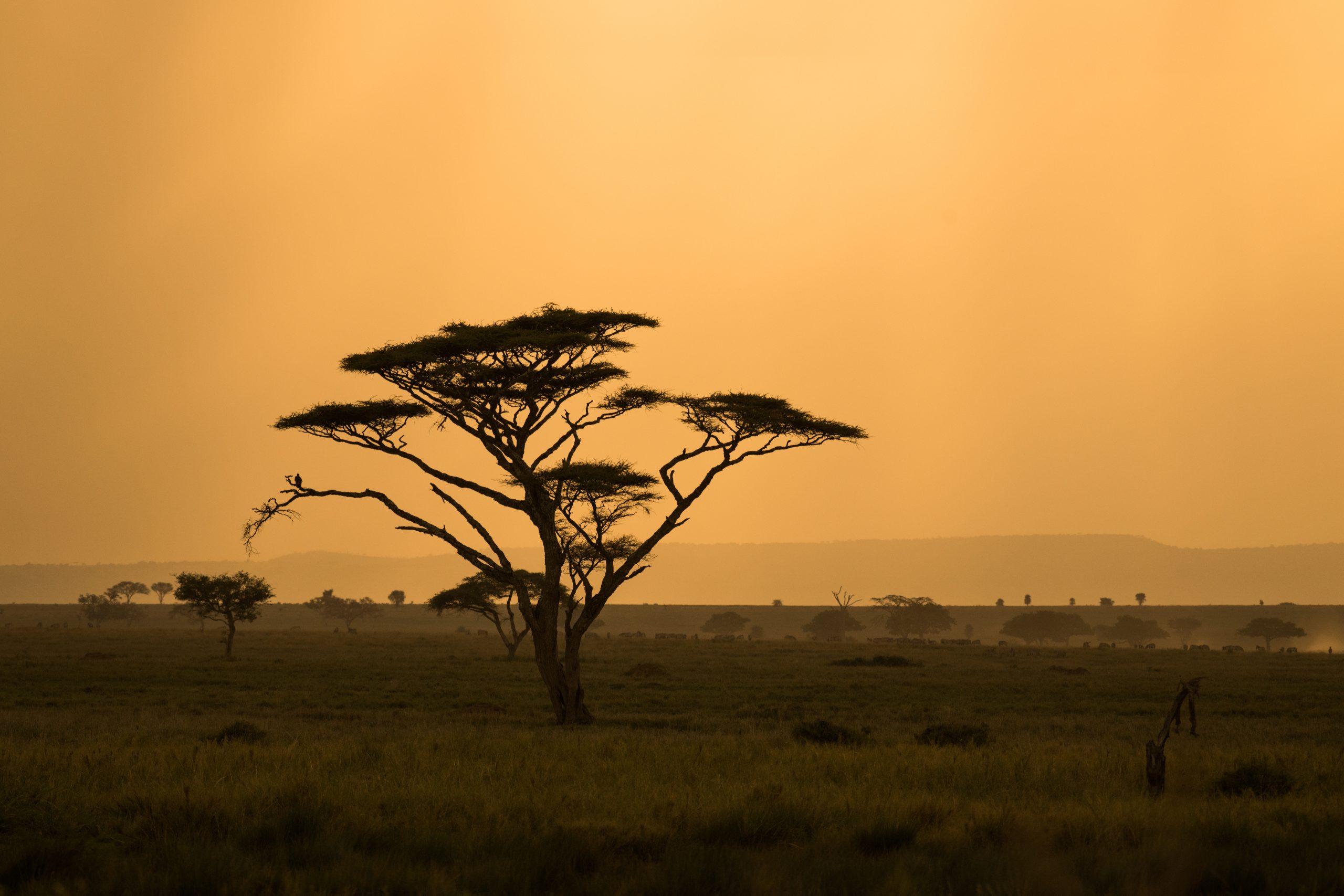 Cebras y ñus durante la Gran Migración en el Serengeti.