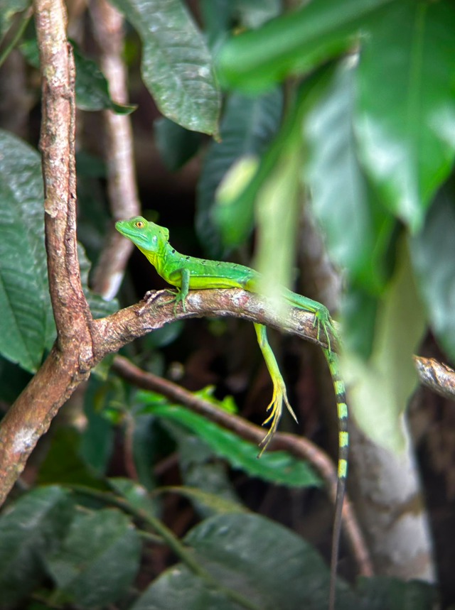 Basilisco verde camuflado en la rama de un árbol en la selva de Costa Rica